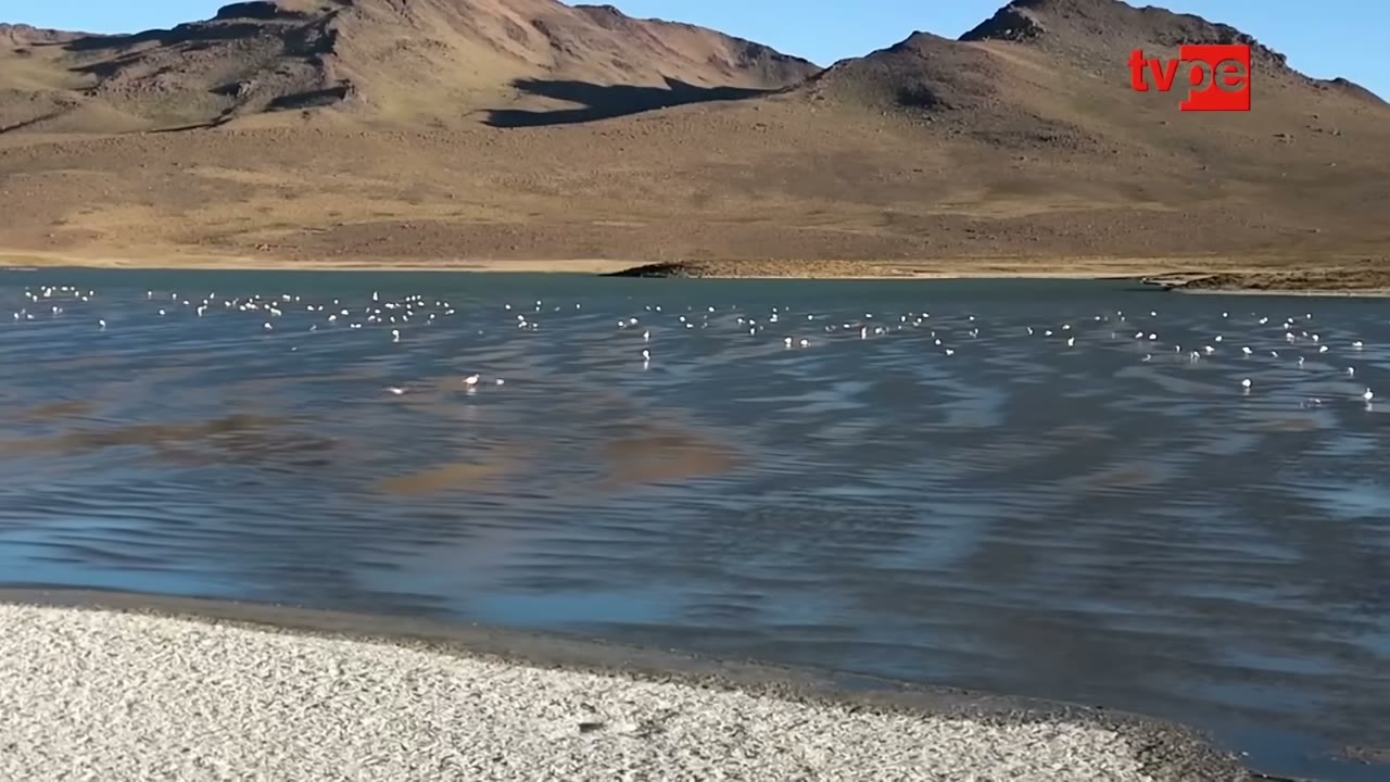 Parihuanas en la laguna Vilacota