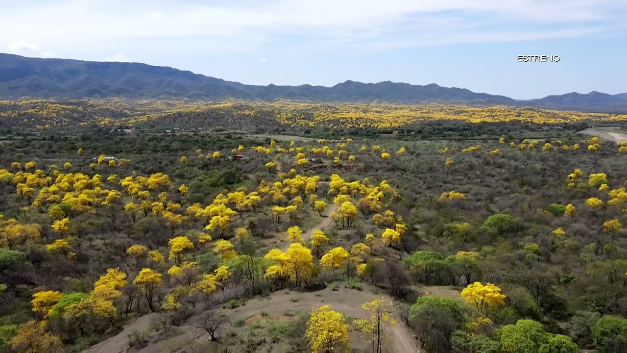 Guayacanes en flor en el bosque seco