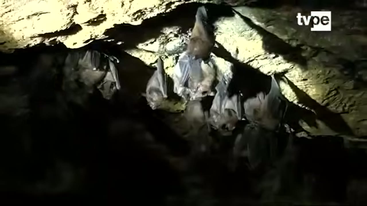 Murciélagos en el techo de la cueva