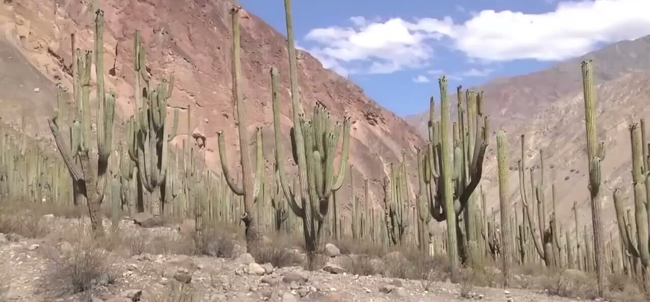El bosque de cactus de Judiopampa