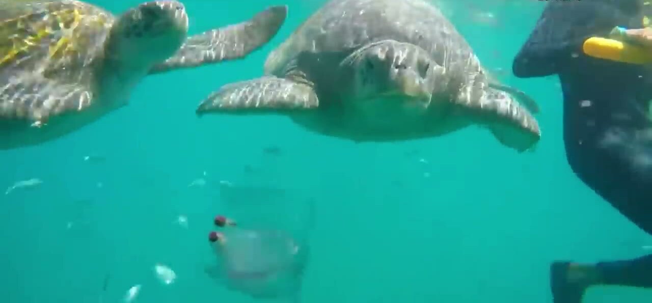 Tortugas verdes en El Ñuro