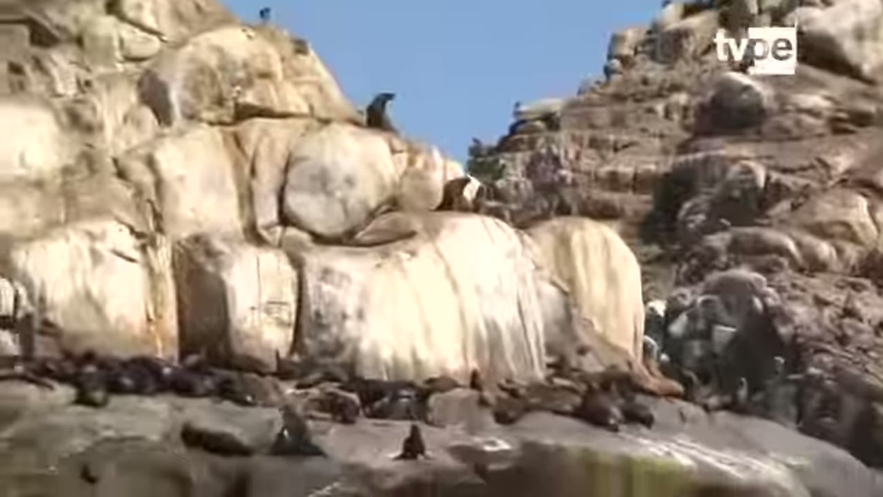 Lobos marinos en la isla Hornillos