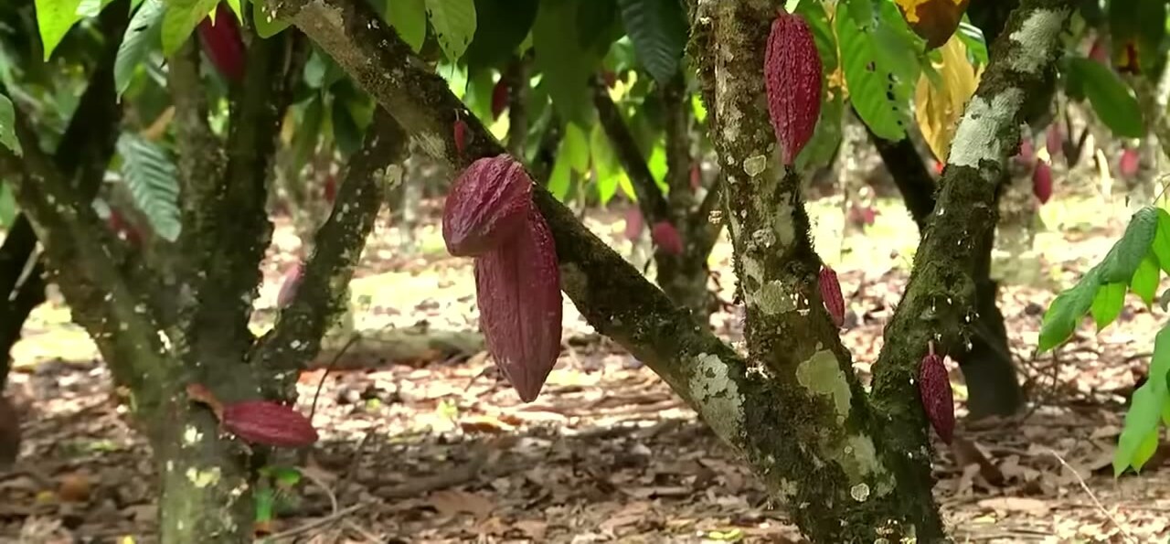 Cacao en una finca de Pólvora
