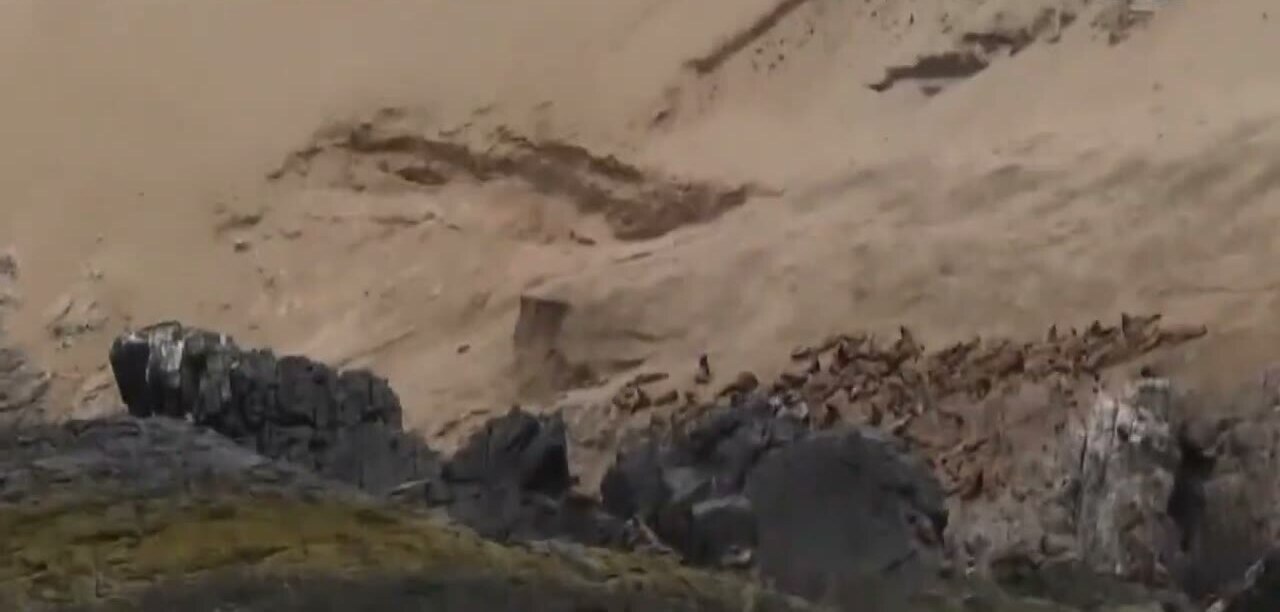 Lobos marinos en Punta San Pablo