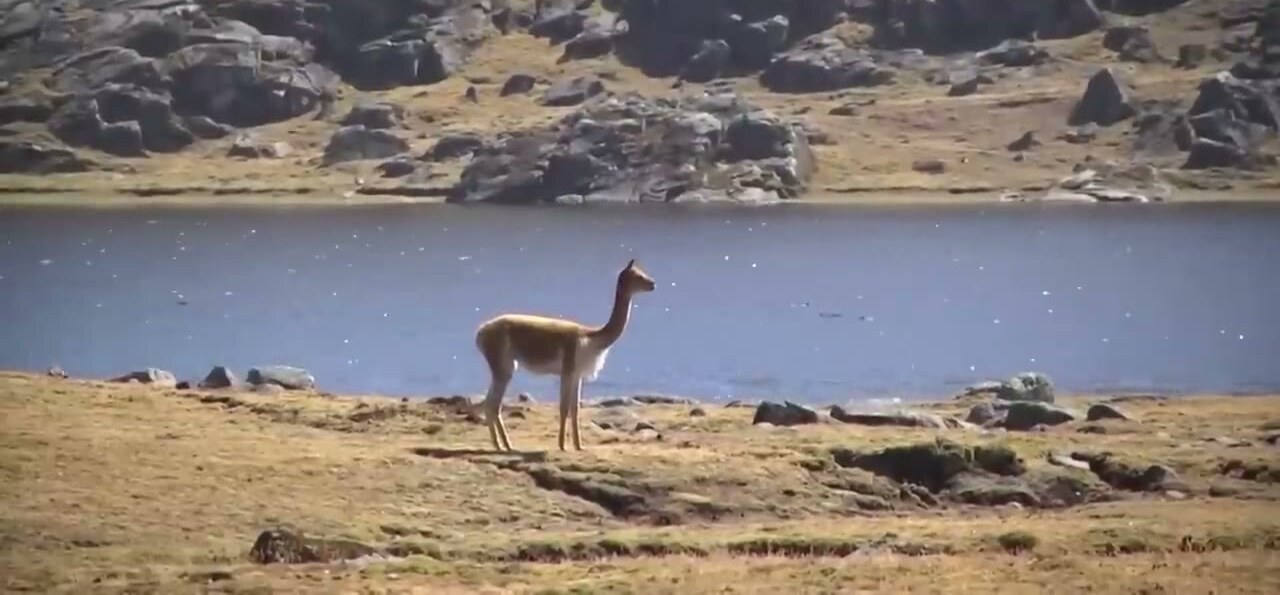 Una vicuña junto a una laguna de Yupapuquio